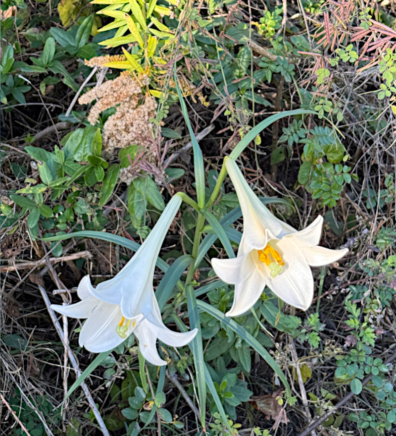 百合の花